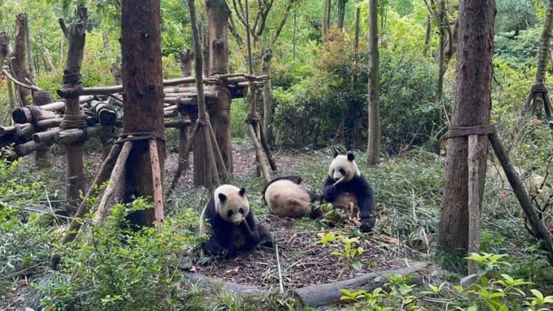 From Chengdu: Dujiangyan & Bipeng Valley 2-Day Tour - From Chengdu: Dujiangyan & Bipeng Valley 2-Day Tour
