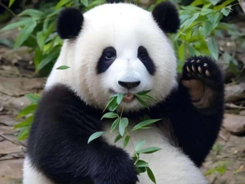 From Chengdu: Leshan Giant Buddha and Panda Base Day Trip - The Experience from a Traveler’s Perspective