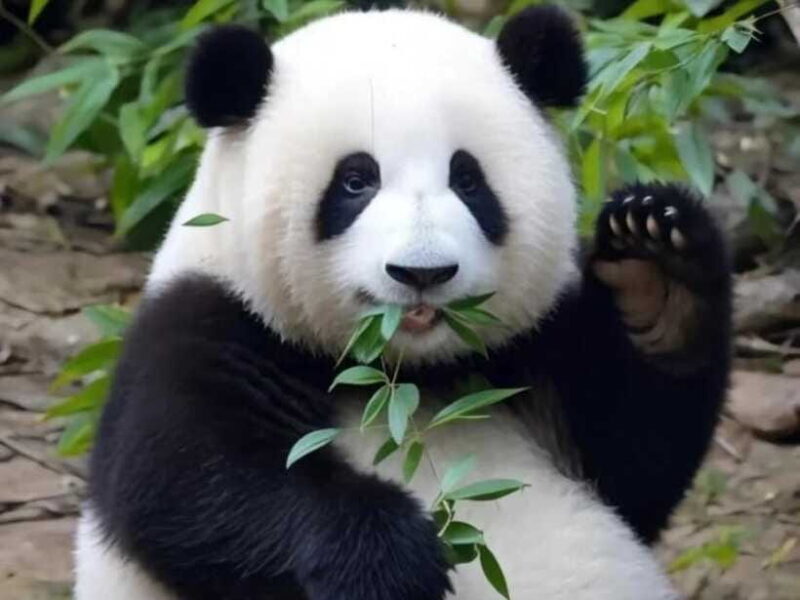 From Chengdu: Leshan Giant Buddha and Panda Base Day Trip - Practical Tips for Travelers