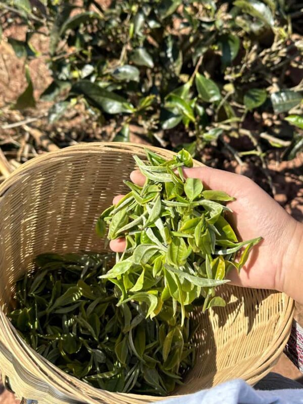 From Chengdu: Tea Garden, Bamboo Weaving & Ancient Town Tour - The Sum Up  