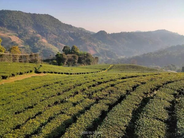 From Chiang Mai : 2 Days Chiang Rai - All Highlights - Exclusions of the Tour