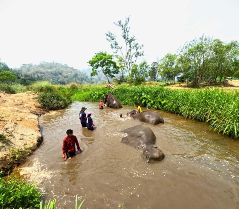 From Chiang Mai: Chiang Mai Elephant Care Morning Program - Who Should Consider This Tour?