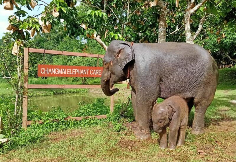 From Chiang Mai: Chiang Mai Elephant Care Morning Program - FAQ
