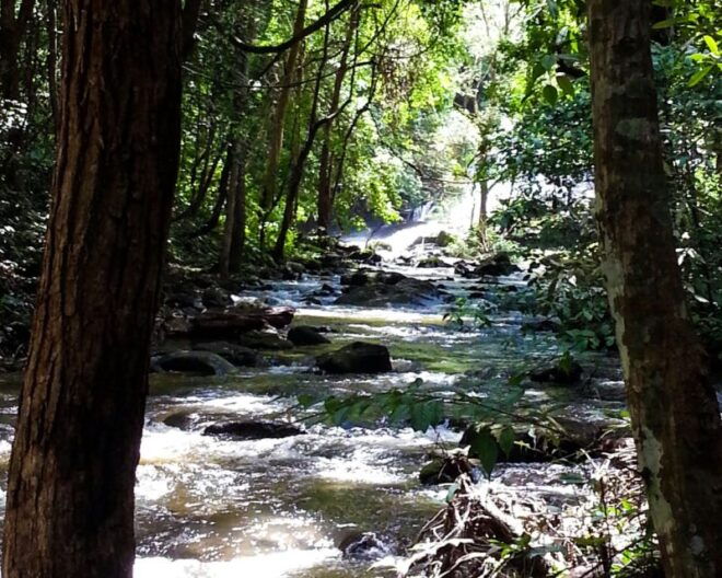 From Chiang Mai: Doi Inthanon National Park Day Trip & Hike - Lunch and Refreshments