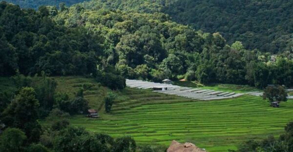 From Chiang Mai: Doi Inthanon National Park Day Trip & Hike - Customer Reviews