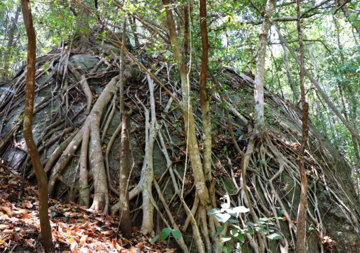 From Chiang Mai: Doi Inthanon National Park Hiking Tour - Experience Highlights