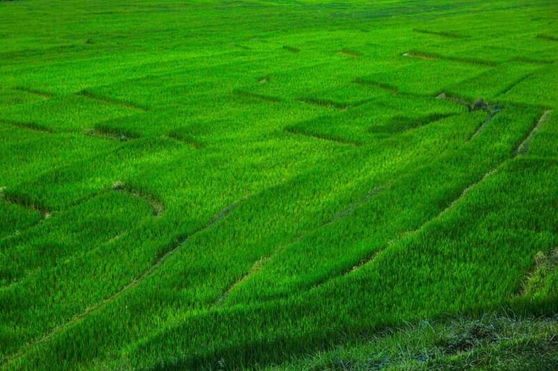 From Chiang Mai: Doi Inthanon Park, Waterfall & Lunch Tour - The Experience in Detail: A Day in the Park