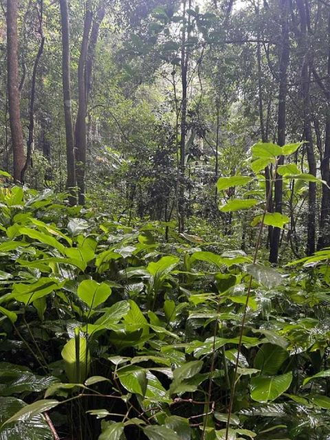 From Chiang Mai: Doi Saket Hiking Tour With Lunch - Good To Know