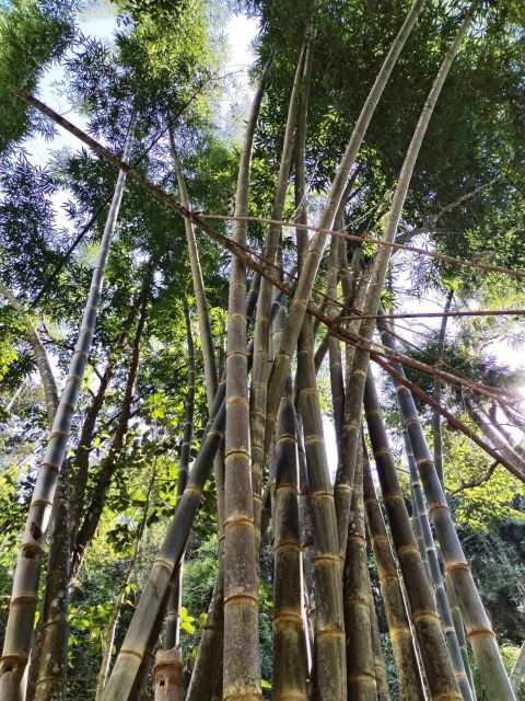 From Chiang Mai: Doi Saket Hiking Tour With Lunch - What to Bring