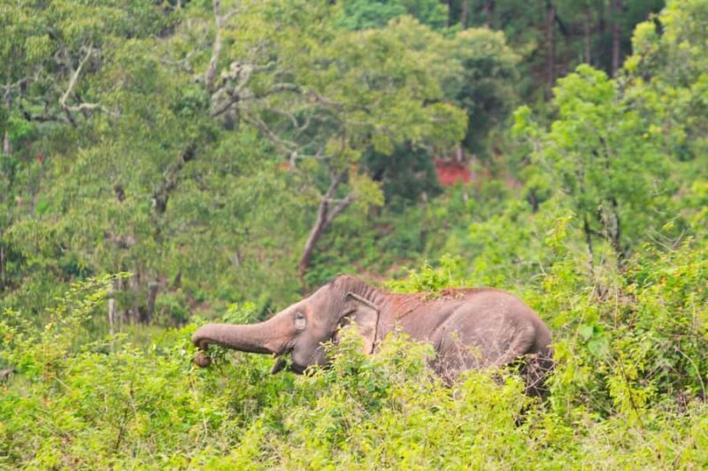From Chiang Mai: Elephant Sanctuary & Pad Thai Workshop - Final Thoughts