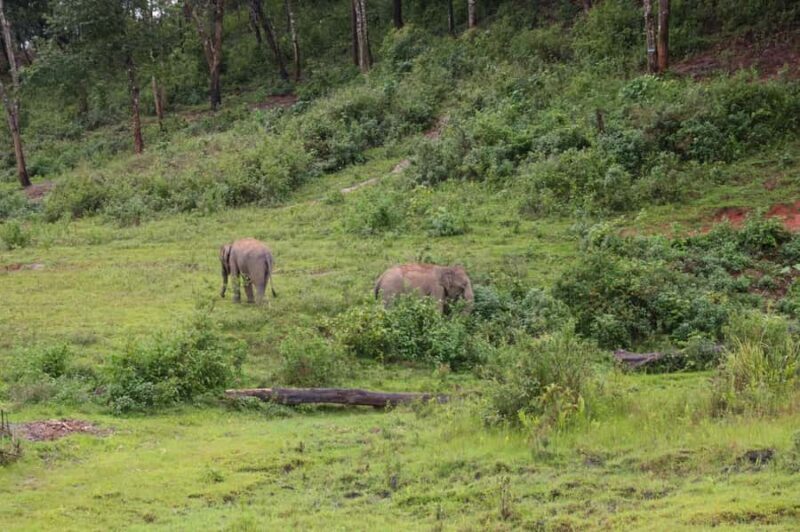 From Chiang Mai: Elephant Sanctuary & Pad Thai Workshop - FAQ