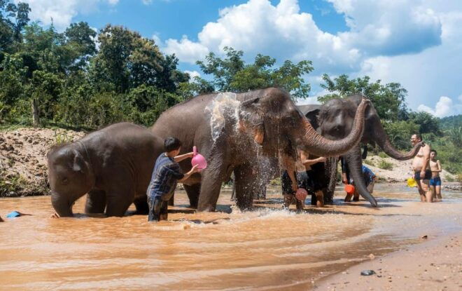 From Chiang Mai: Kerchor Eco Elephant Park Tour - What to Bring