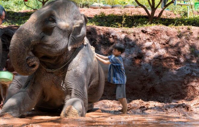From Chiang Mai: Kerchor Eco Elephant Park Tour - Customer Reviews