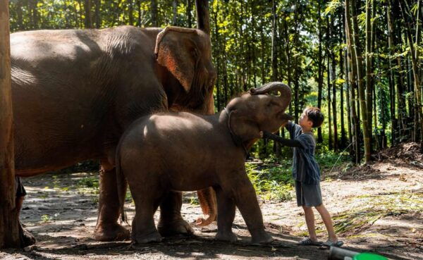 From Chiang Mai: Kerchor Eco Elephant Park Tour - Accessibility Information