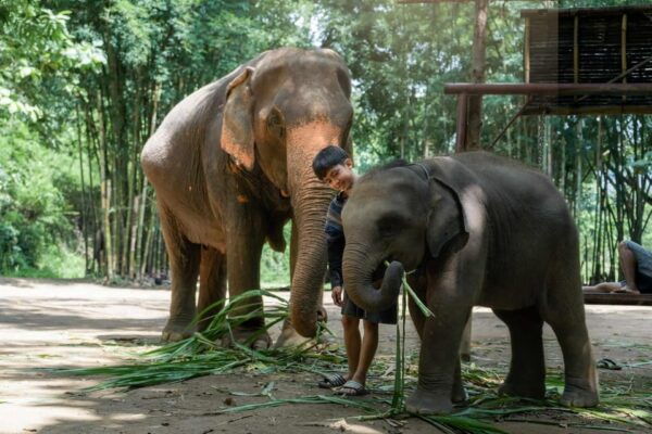 From Chiang Mai: Kerchor Eco Elephant Park Tour - Booking and Cancellation Policy