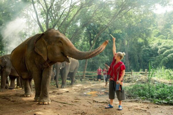 From Chiang Mai: Kerchor Eco Elephant Park Tour - Questions You May Have