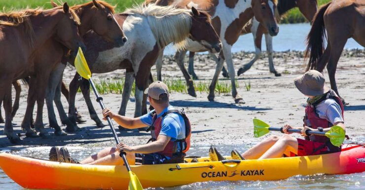 From Chincoteague: Guided Kayak Tour to Assateague Island - Booking Details