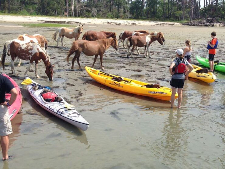 From Chincoteague: Guided Kayak Tour to Assateague Island - Experience Highlights