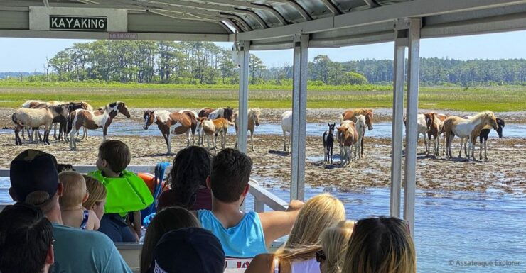 From Chincoteague Island: Assateague Island Boat Tour - Booking Details