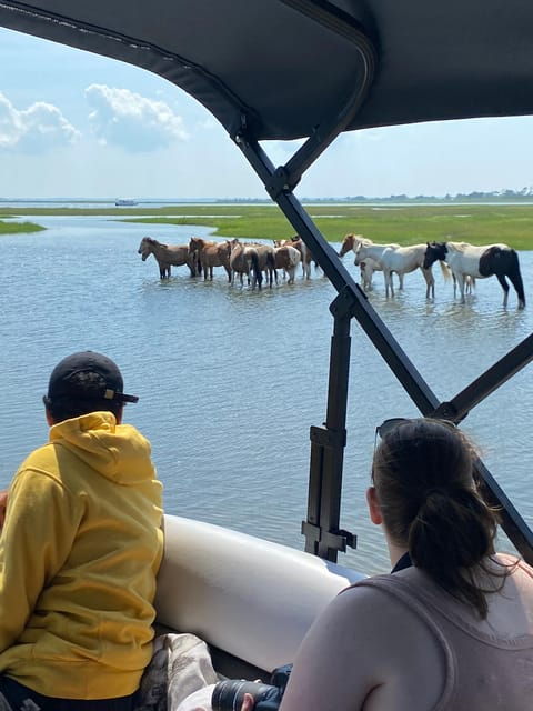 From Chincoteague: Pony and Wildlife Boat Tour - Tour Experience and Highlights
