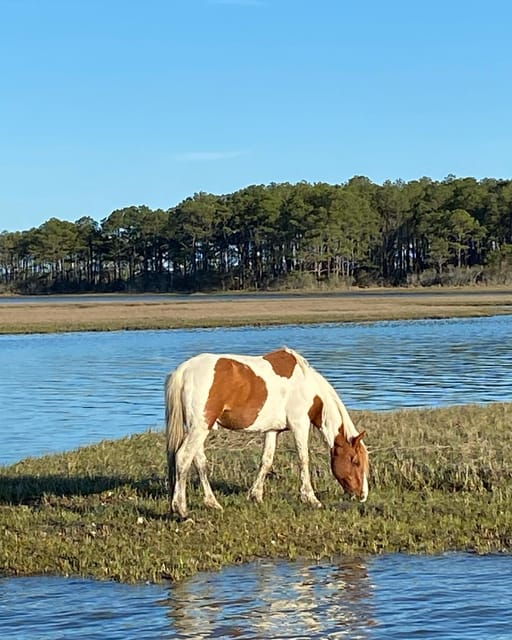 From Chincoteague: Pony and Wildlife Boat Tour - Meeting Point and Logistics