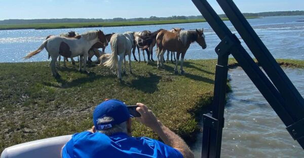 From Chincoteague: Pony and Wildlife Boat Tour - Wildlife Sightings and Encounters