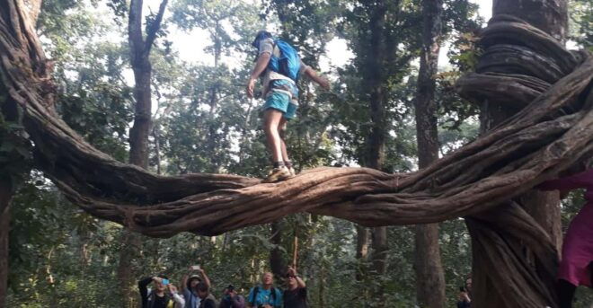 From Chitwan: Day Tour Jeep Safari+Canoeing+Jungle Walk - Included Features