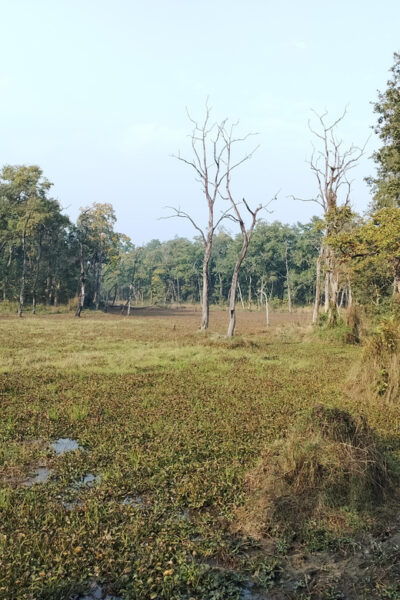 From Chitwan: Day Tour Jeep Safari+Canoeing+Jungle Walk - Questions You May Have