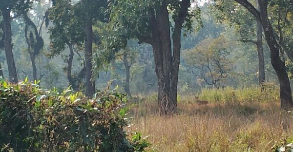From Chitwan: Full Day Nature Hiking In National Park - Questions You May Have