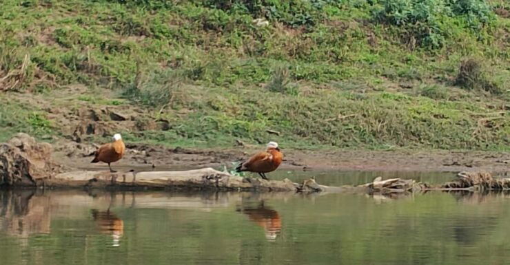 From Chitwan: Half Day Jeep Safari & Canoeing Day Tour - Highlights of the Experience