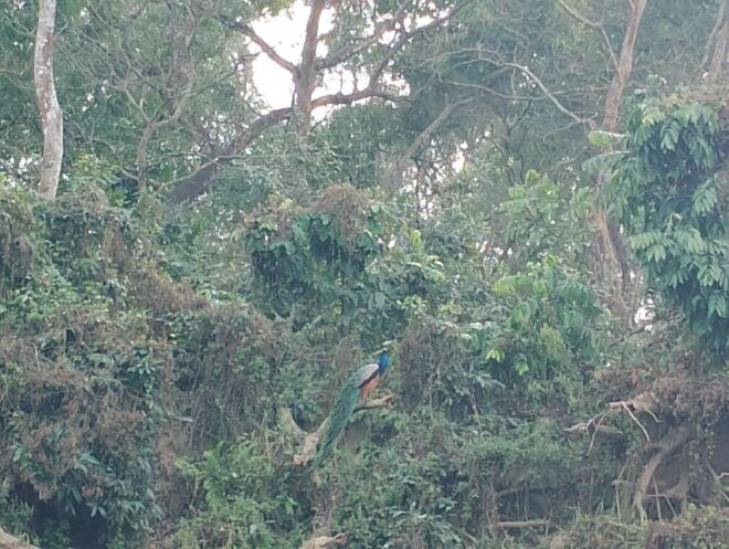 From Chitwan: Half Day Jeep Safari & Canoeing With Guide - Detailed Itinerary