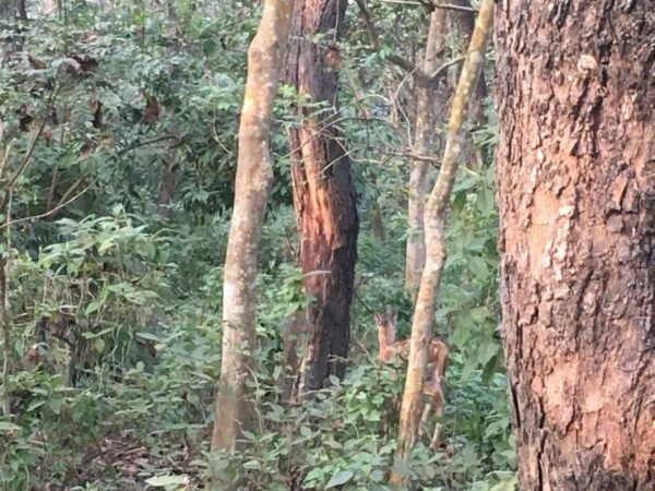 From Chitwan: Half Day Jeep Safari & Canoeing With Guide - Best Time to Visit