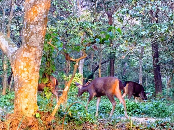From Chitwan: Half Day Jeep Safari & Canoeing With Guide - Tips for Travelers