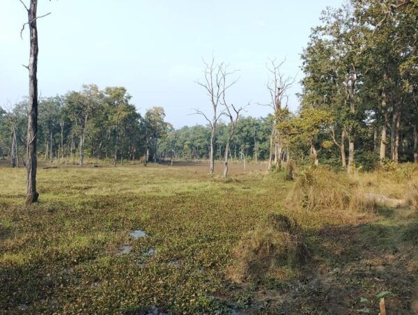 From Chitwan: Half Day Jeep Safari & Canoeing With Guide - Questions You May Have