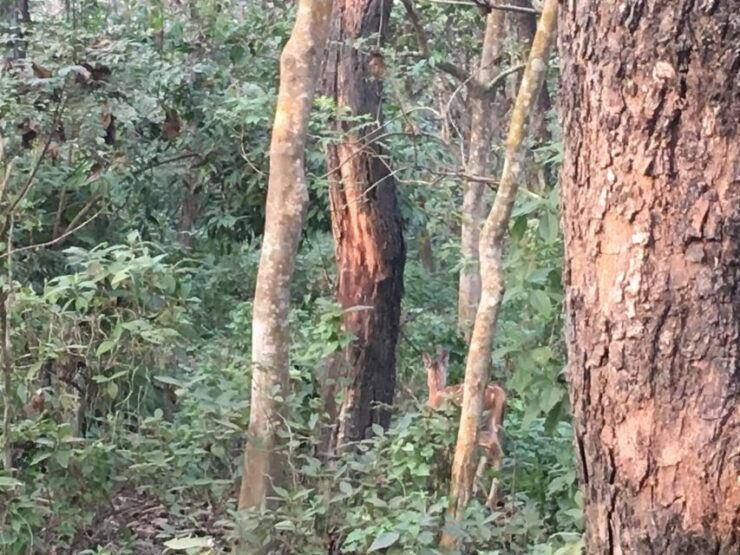 From Chitwan : Half Day Jeep Safari Tour - Full Description