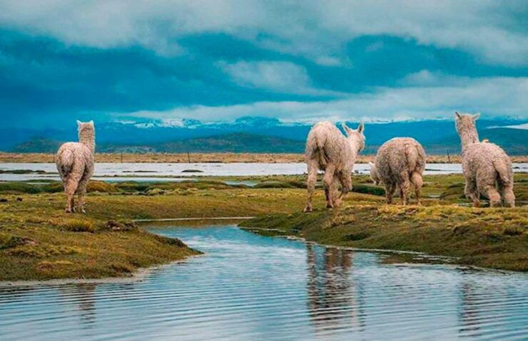 From Chivay: Route From Chivay (Colca) to the City of Puno - Good To Know