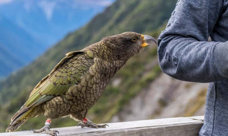 From Christchurch: Arthur's Pass with TranzAlpine & Lunch - The Itinerary Breakdown: What to Expect