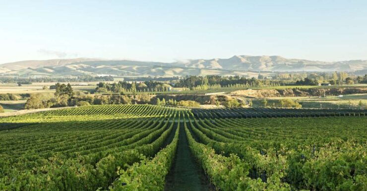 From Christchurch: Guided Local Wine Tours in Waipara - Tour Details