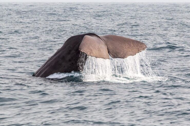 From Christchurch: Kaikoura Whale Watching Premium Day Tour - Logistics Details