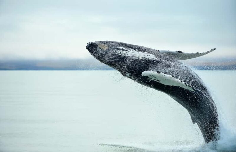 From Christchurch: Kaikura Day Tour with Whale Watching - Who Would Love This Tour?