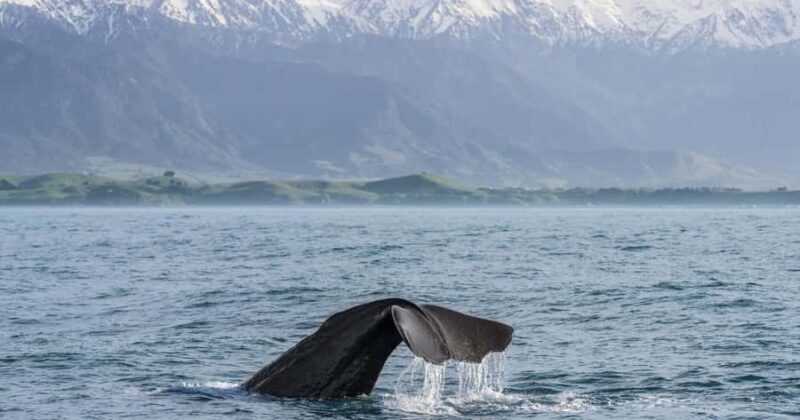From Christchurch: Private Kaikoura Tour with Guide - Good To Know