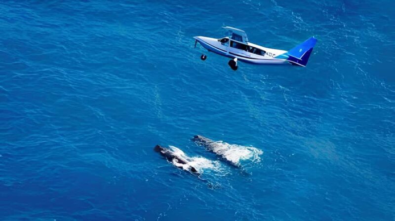 From Christchurch: Private Kaikoura Tour with Guide - Value and Practical Aspects