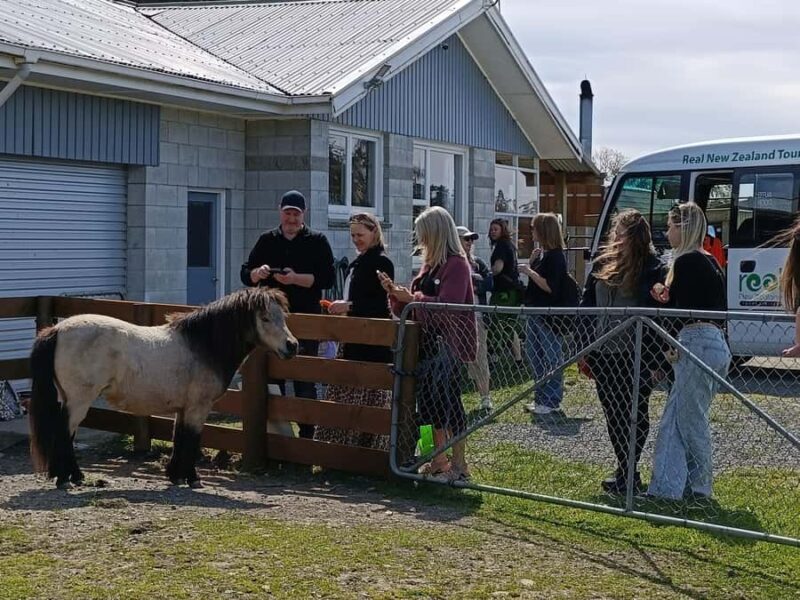 From Christchurch: Sheep Farm Experience with Lunch & Winery - Good To Know