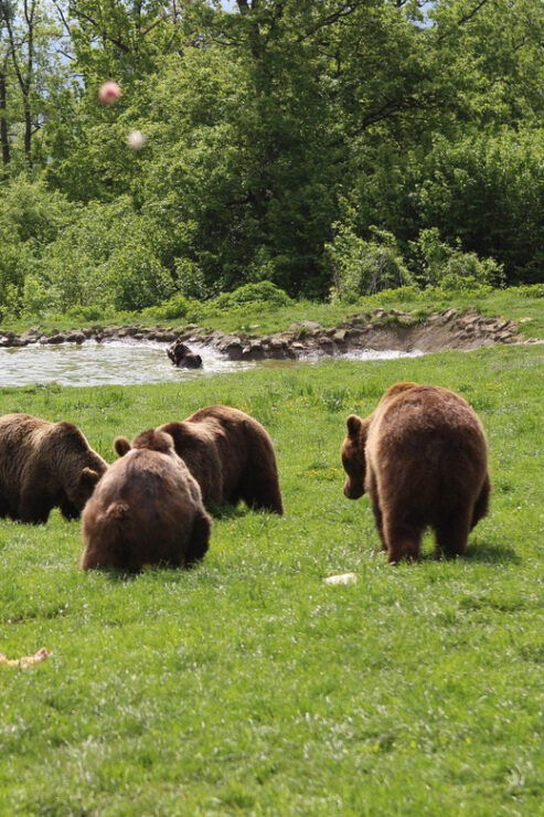 FROM CLUJ: 3 DAY TOUR - HISTORY, UNESCO, WILDLIFE - Detailed Itinerary