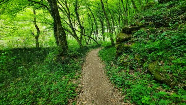 From Cluj: Gorges of Crisul Repede River - Customer Feedback