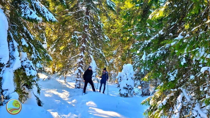 From Cluj: Winter Walking Trip on the Great Mountain - Good To Know