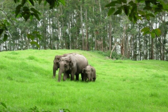 From Cochin: 8 Day Kerala Tour Package With Houseboat Stay - Activities and Excursions