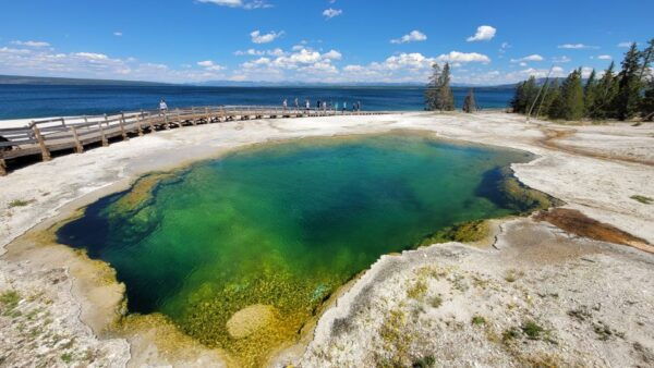 From Cody: Yellowstone National Park Private Day Tour - The Sum Up