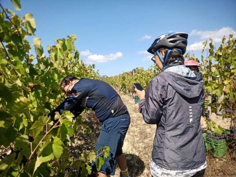 From Coimbra: Cycling in the Vineyards of Bairrada - From Coimbra: Cycling in the Vineyards of Bairrada — A Deep Dive into Portugal’s Sparkling Wine Capital
