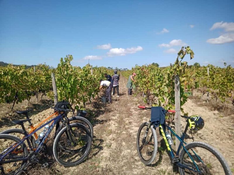 From Coimbra: Cycling in the Vineyards of Bairrada - Practical Details and What to Expect